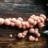 MYXOMYCÈTE. LYCOGALA EPIPENDRUM. Mis champignon, pas de mycélium, mis animal, se déplace vers une source nutritive, nutrition par ingestion. ALAIN LEROY